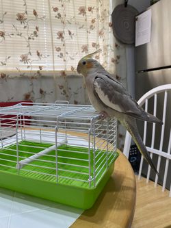 Bird Cage For Traveling (bird Not Included)  Thumbnail