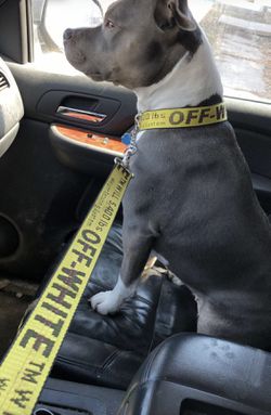 Off-white dog collar and leash for Sale in Des Moines, - OfferUp