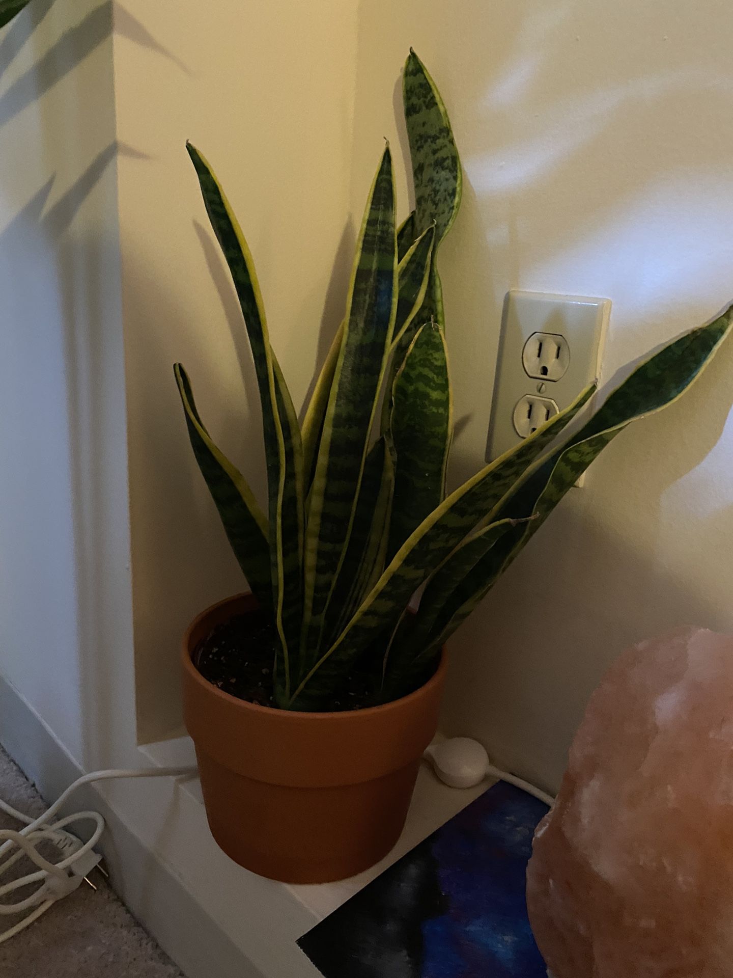 Snake Plant