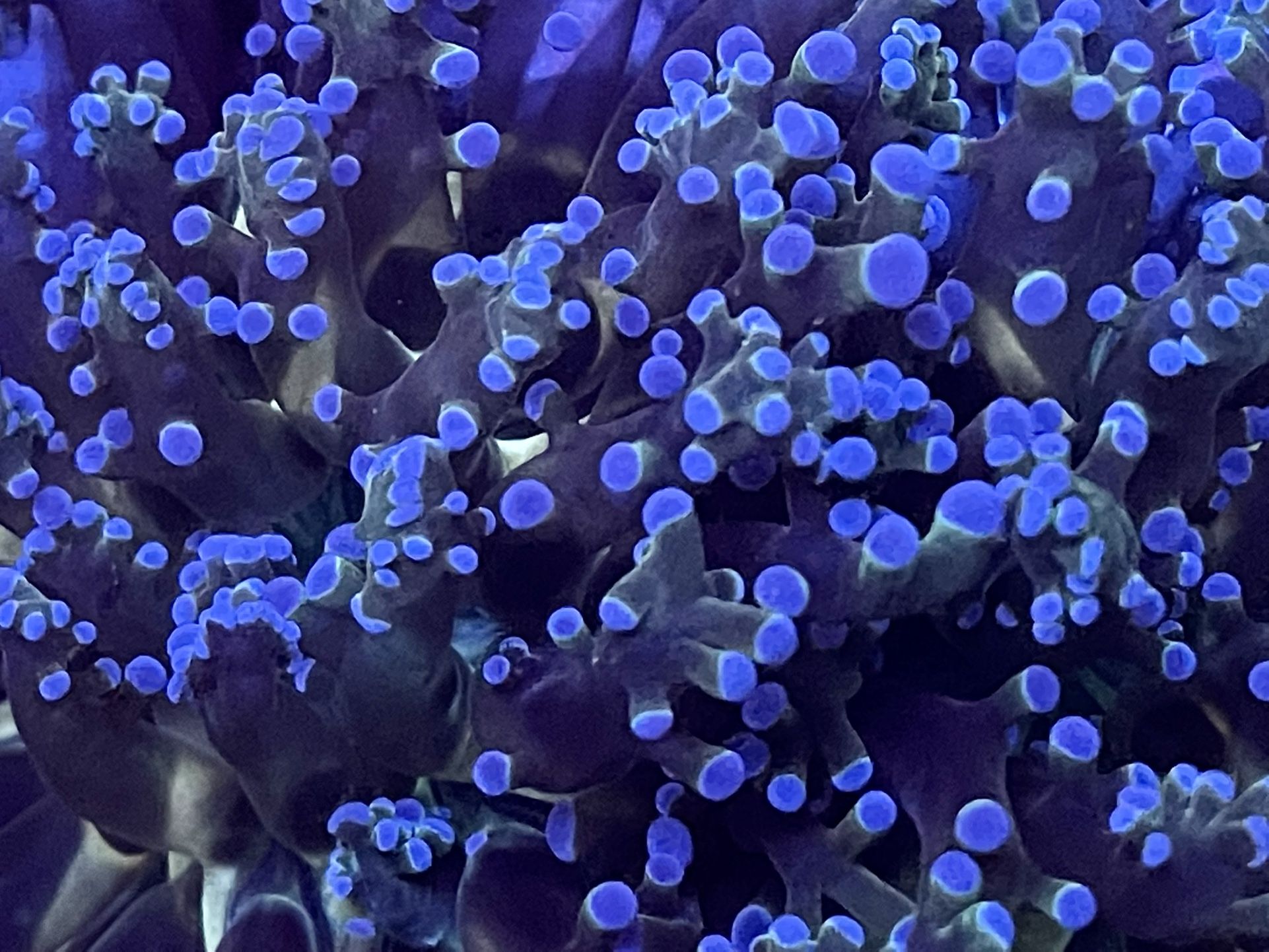 Rainbow Frogspawn Coral Frag