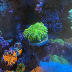 Coral, Saltwater, Frags, Torch, Aquarium  Thumbnail