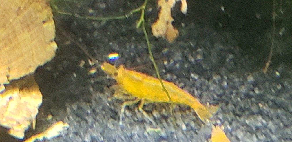 Skrimps Orange Pumkin Neo C.