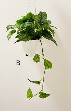 Monstera Siltepecana Plant 4.5” Hanging Pot  Thumbnail