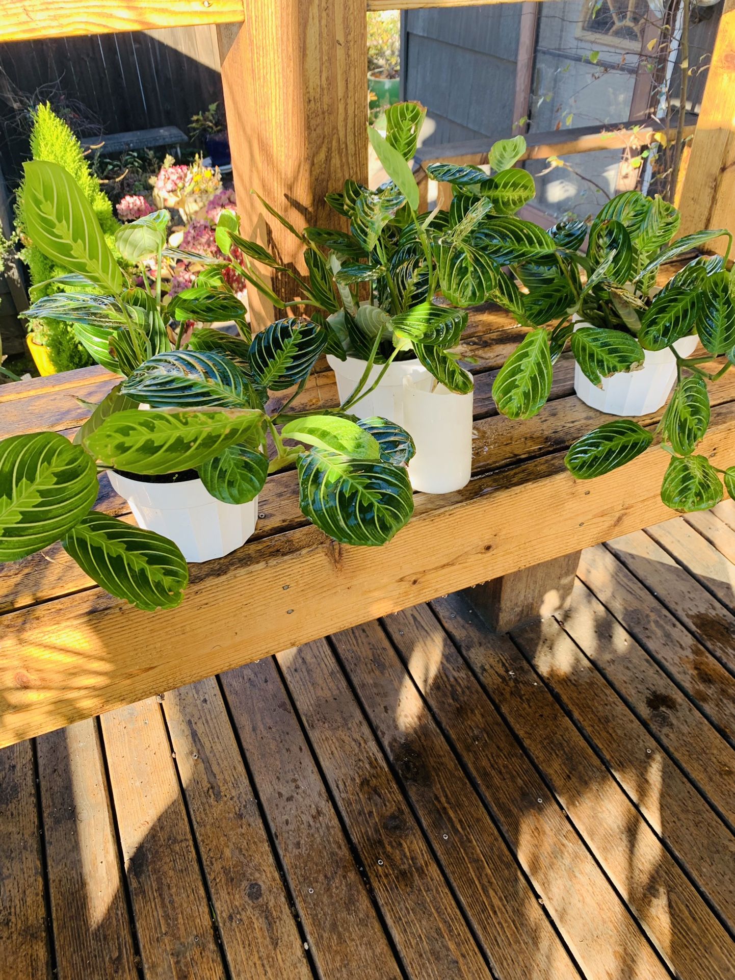 Price is each—Live indoor Lemon Lime Prayer plant in a plastic planter pot—firm price