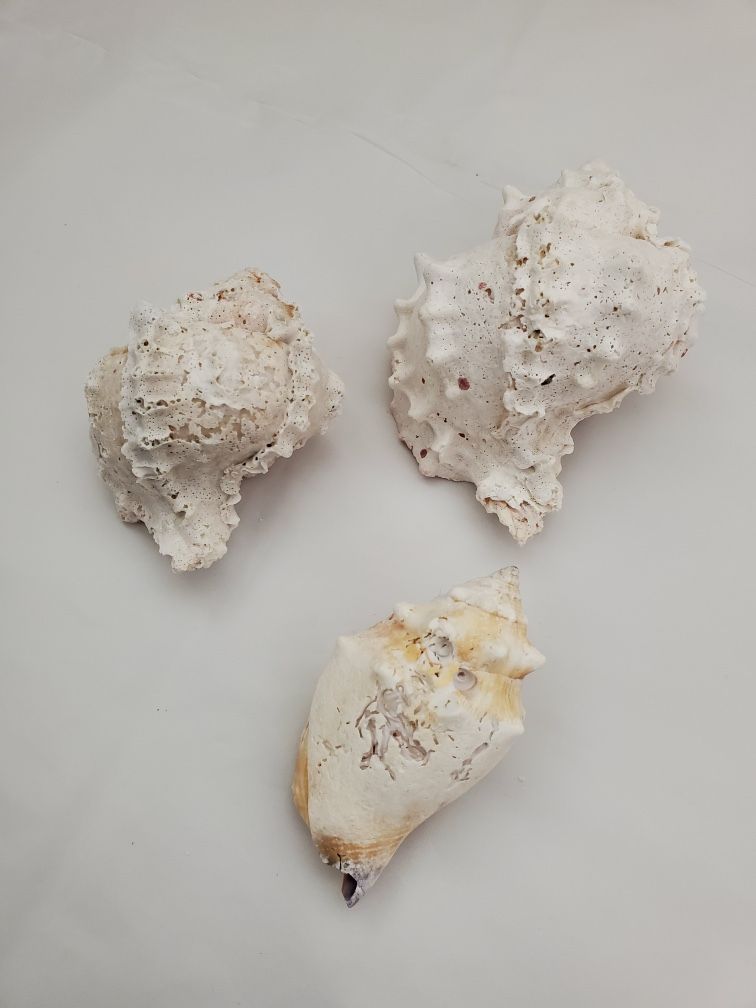Shells - fish tank decor