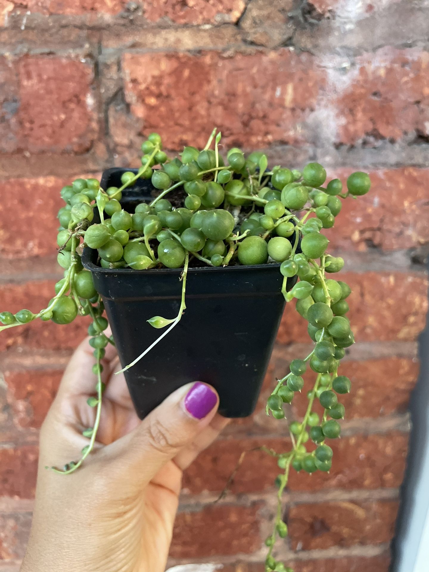 String Of Pearls Plant 