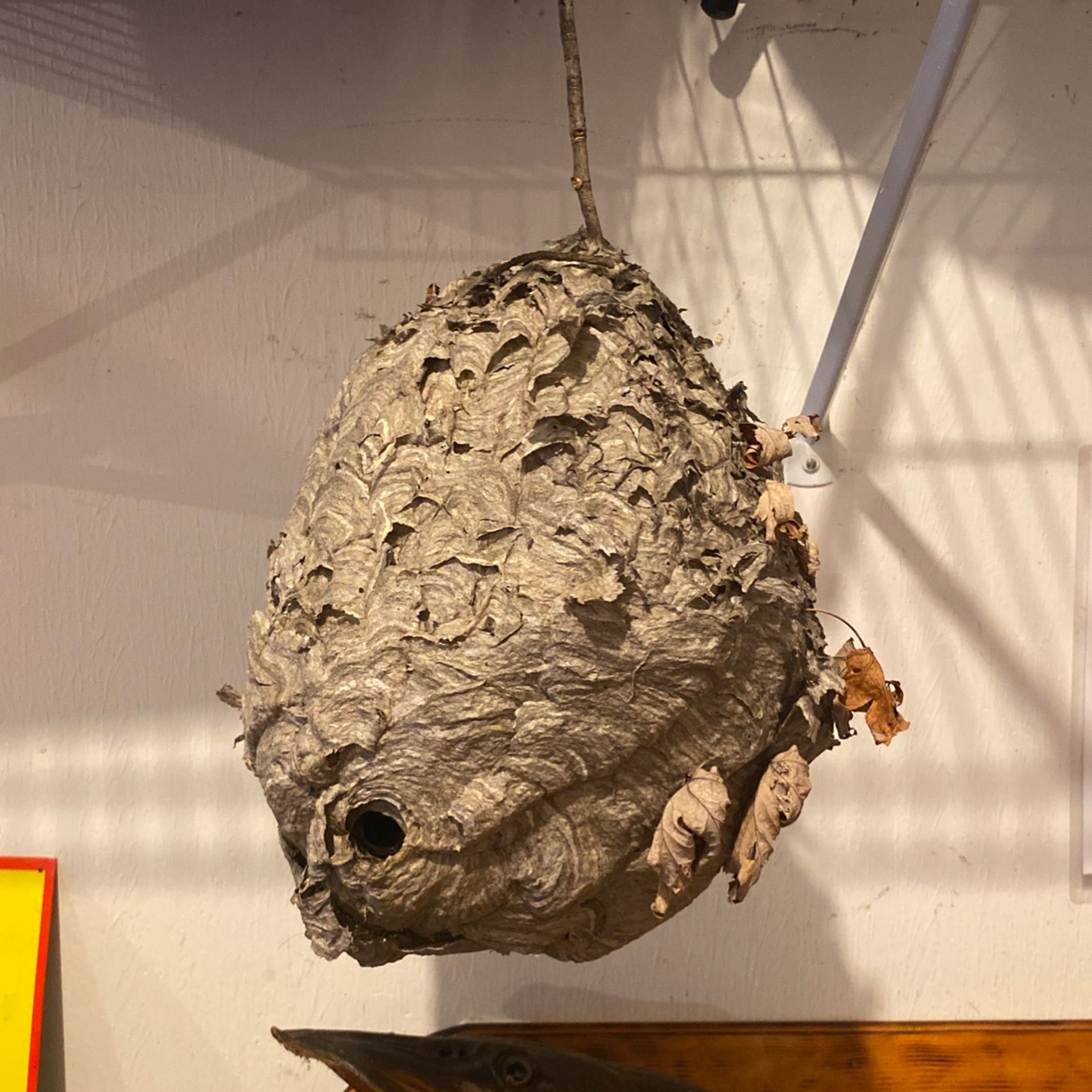 Hornets Nest From 2020