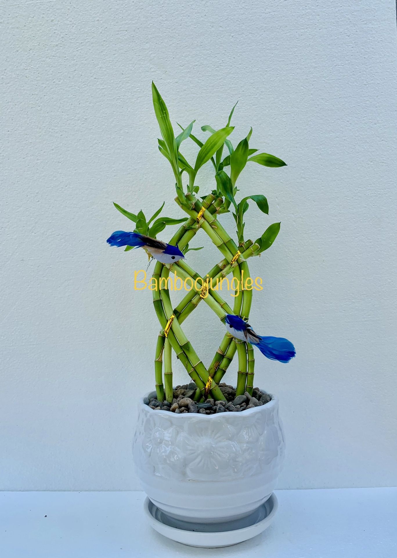 SHIPPING AVAILABLE Trellis Lucky Bamboo Live Plant Ceramic Pot Assorted Color Bird 14" Tall $12/each