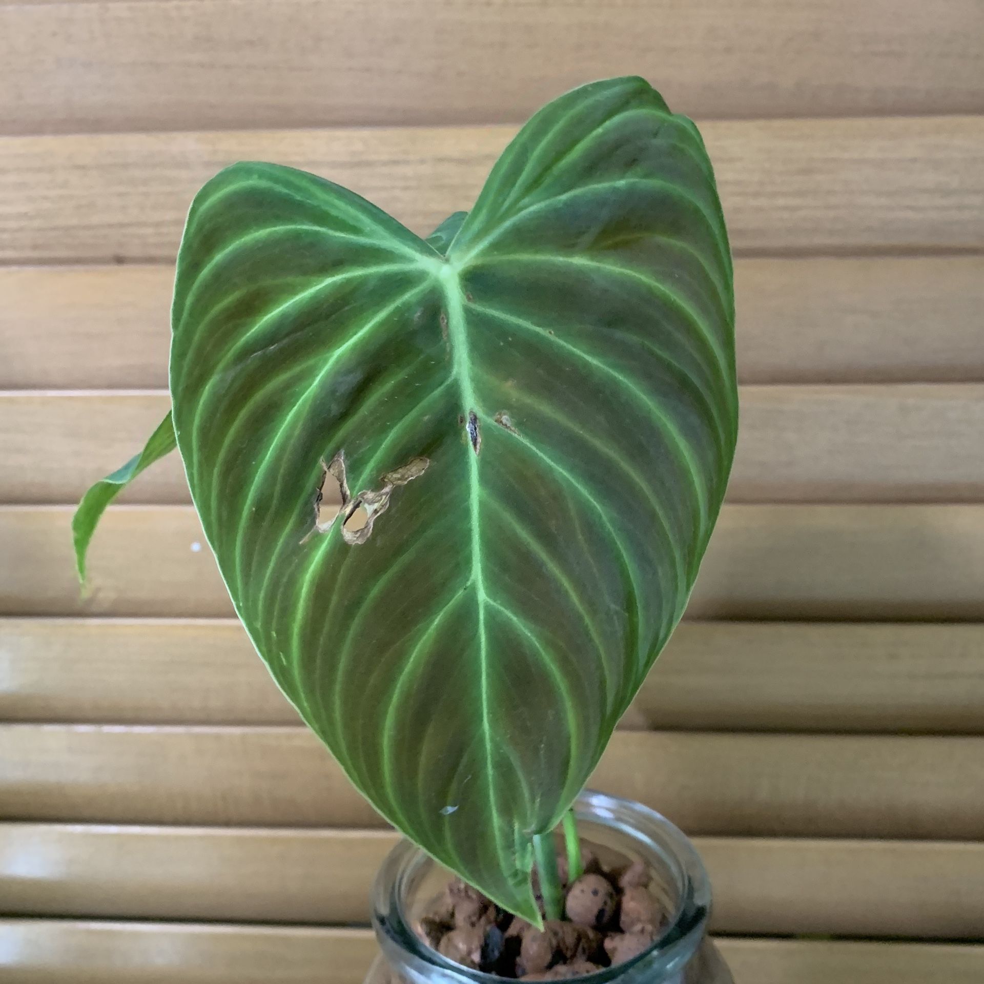 Philodendron Splendid