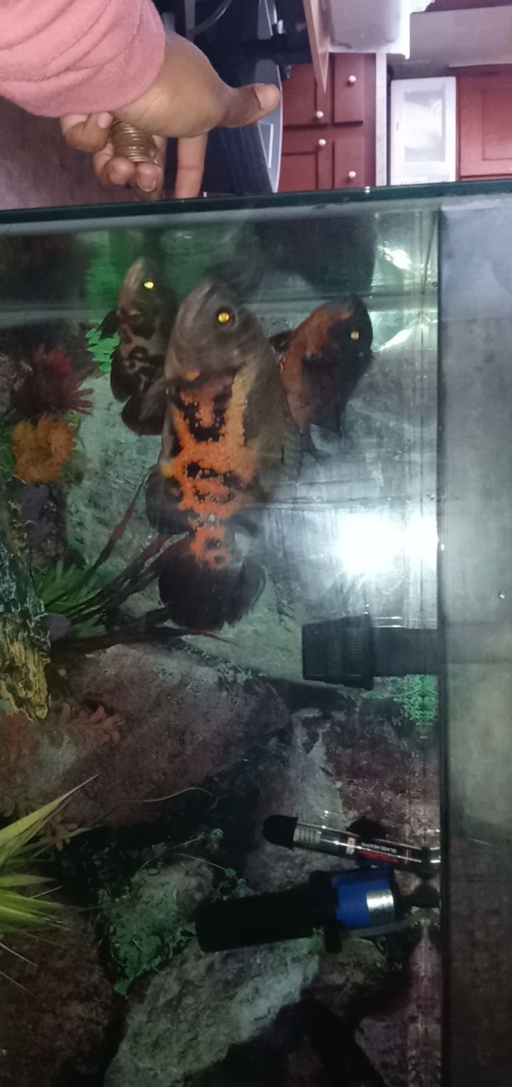 Fish Tank & Fish