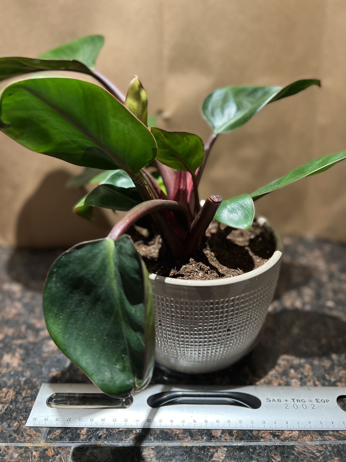 Large Philodendron Rojo Congo