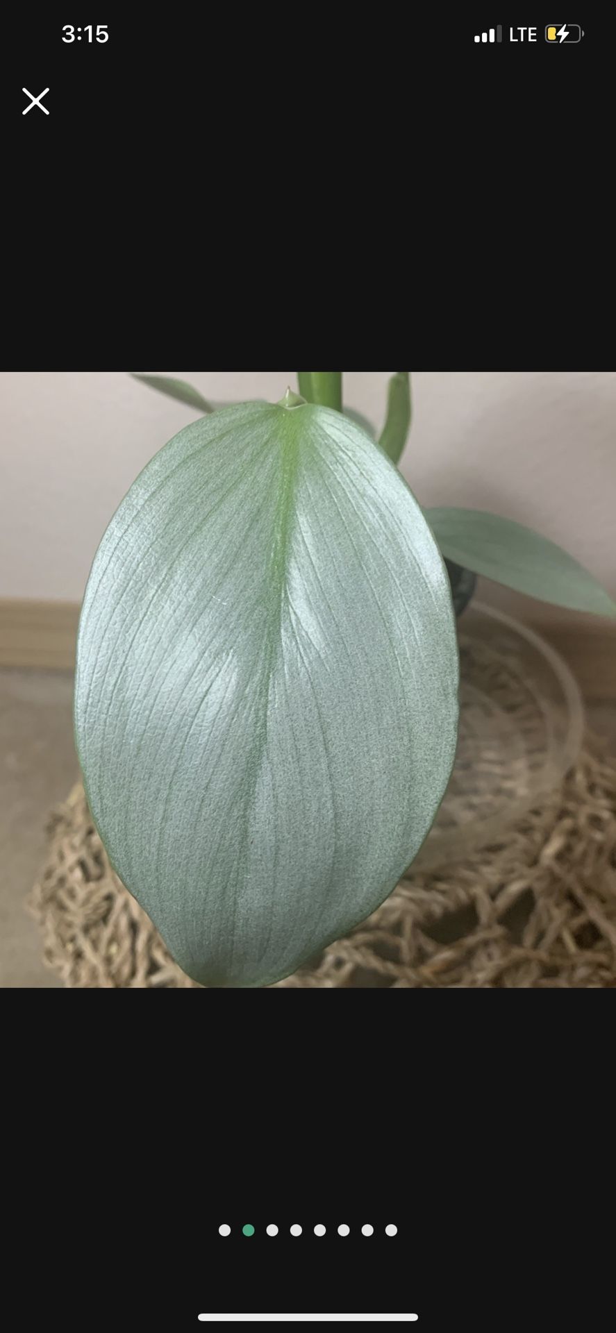 Silver Sword Philodendron Hastatum