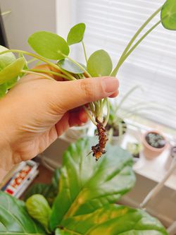 Pilea Peperomioides (Chinese Money Plant)  Thumbnail