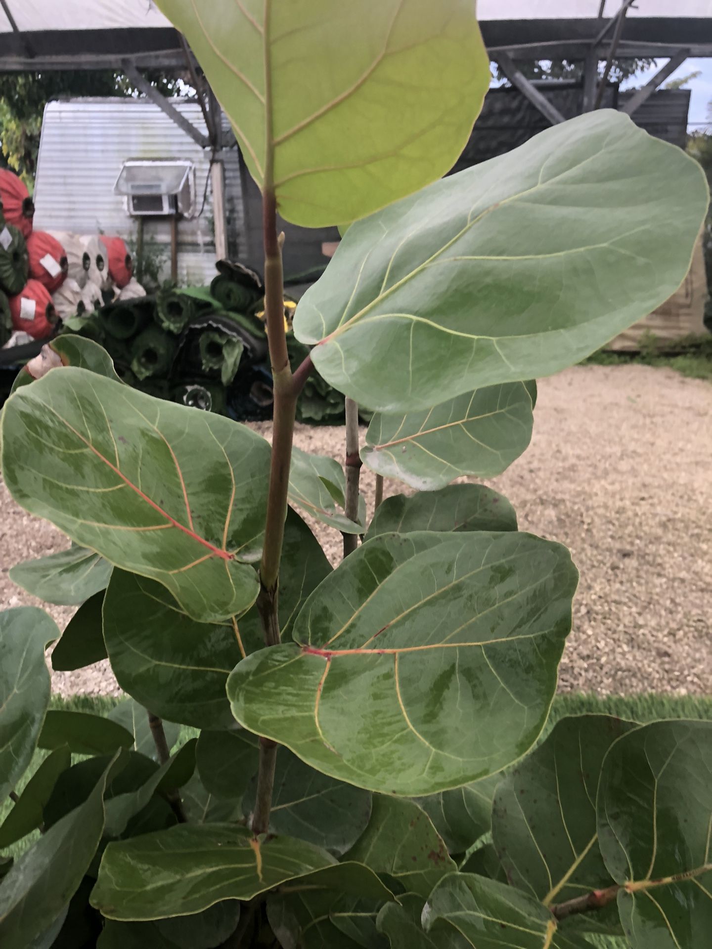 Seagrape for Sale in Fort Lauderdale, FL OfferUp