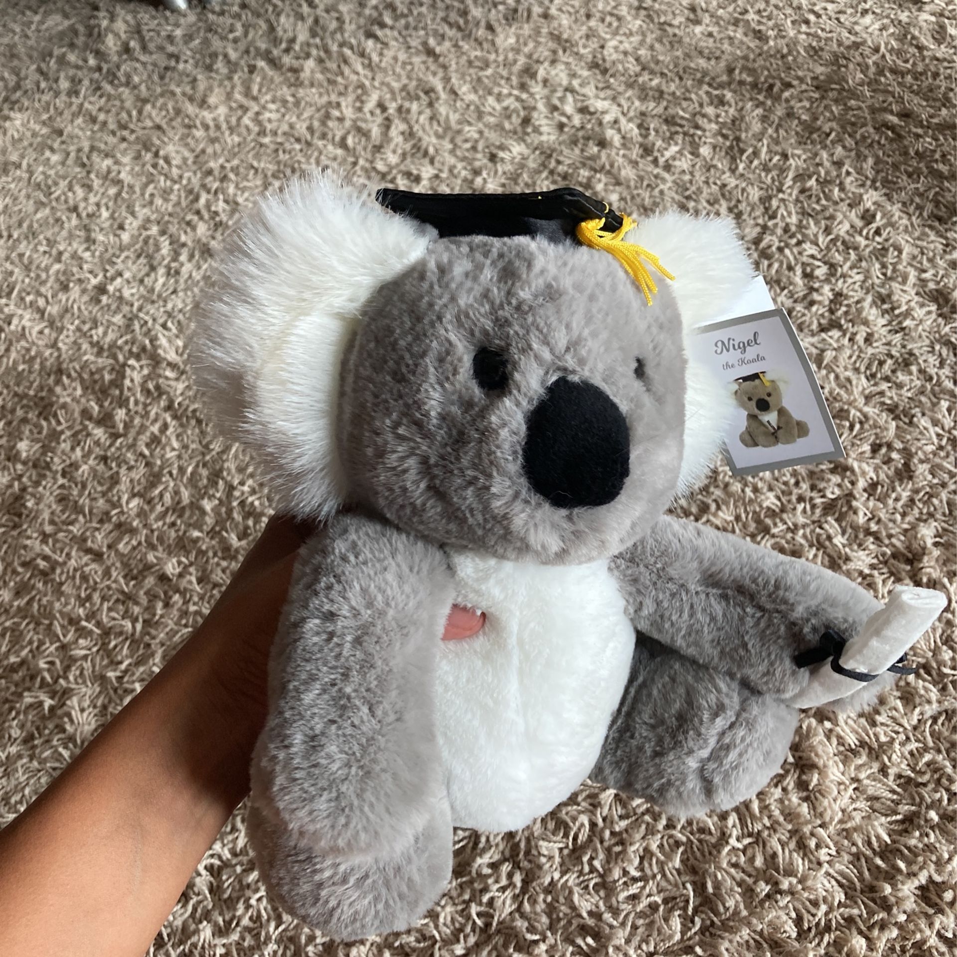 Graduation Bear