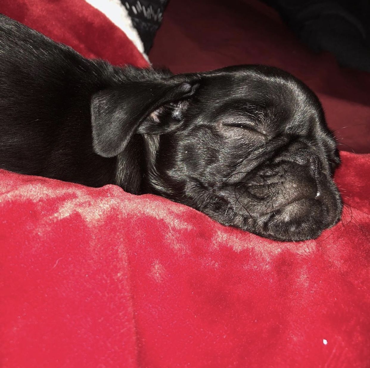 Pug For Sale
