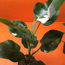 Tropical Plant Philodendron White WIZARD Thumbnail