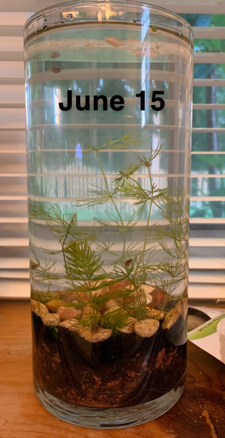 Small Snail Vase Tank
