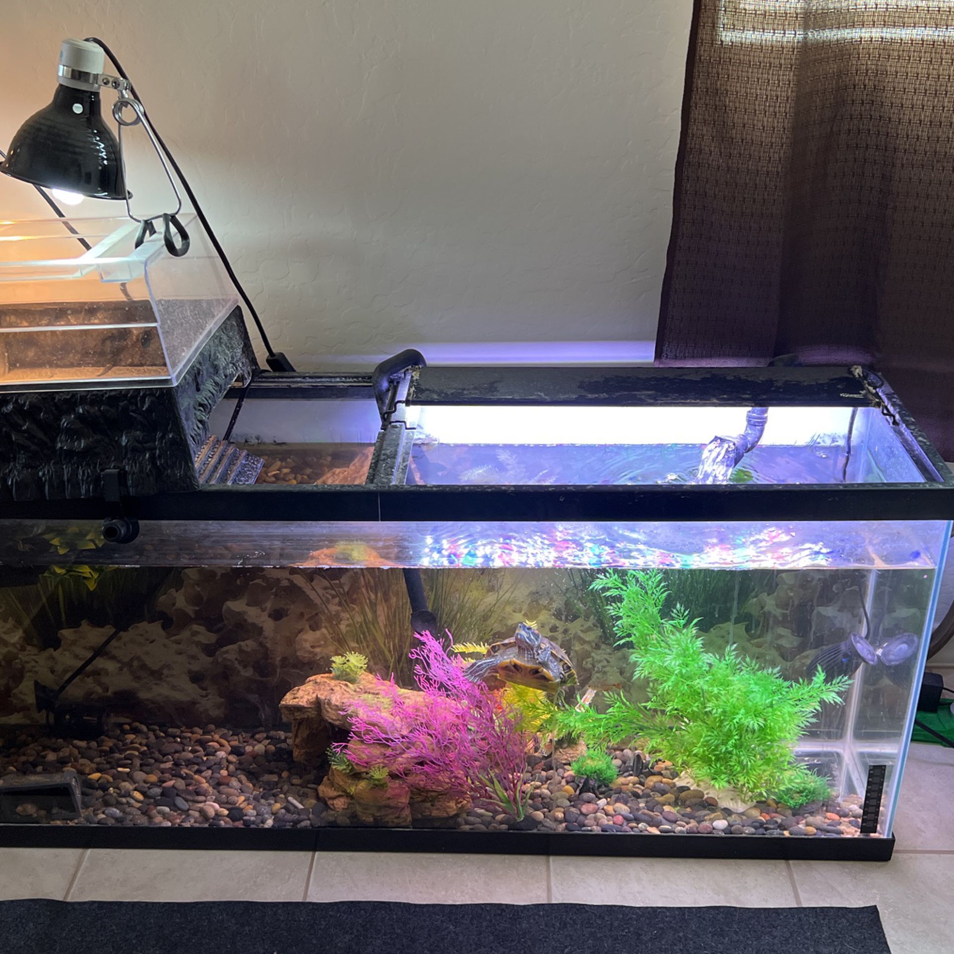 50 Gallon Tank And Filter 