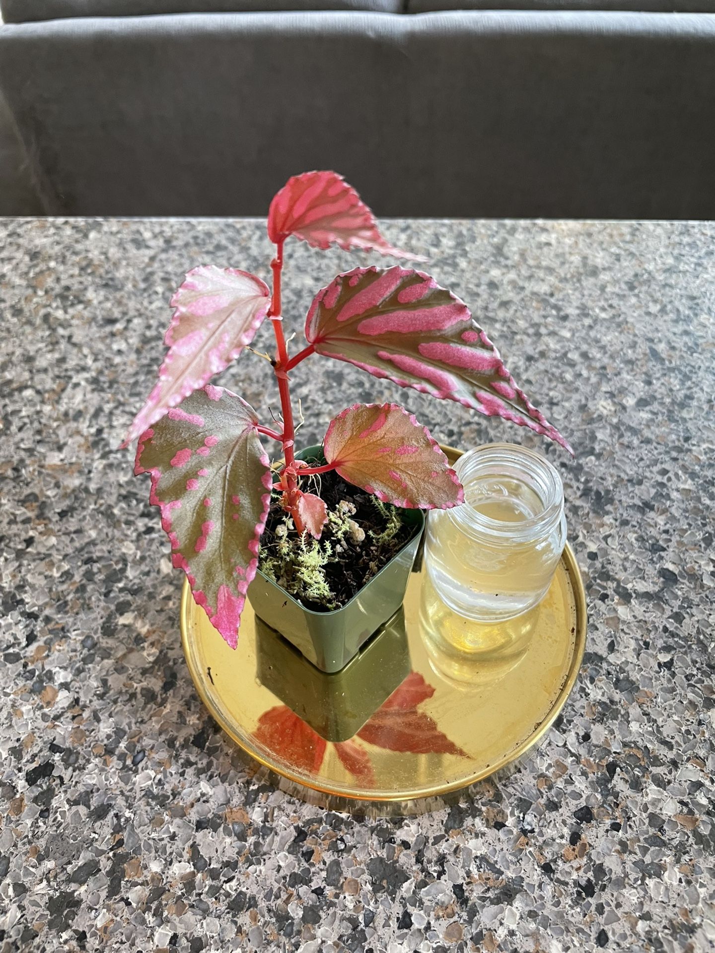 Begonia Julua Rare Terrerium Plant for Sale in Imperial Beach, CA - OfferUp