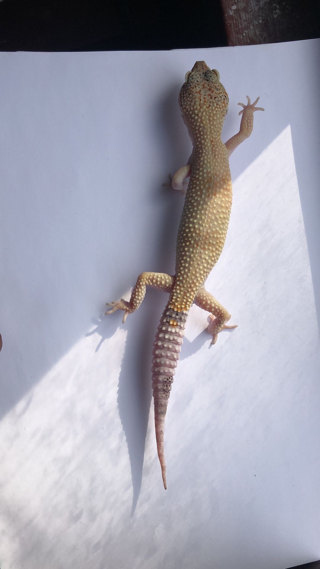 Leopard Geckos