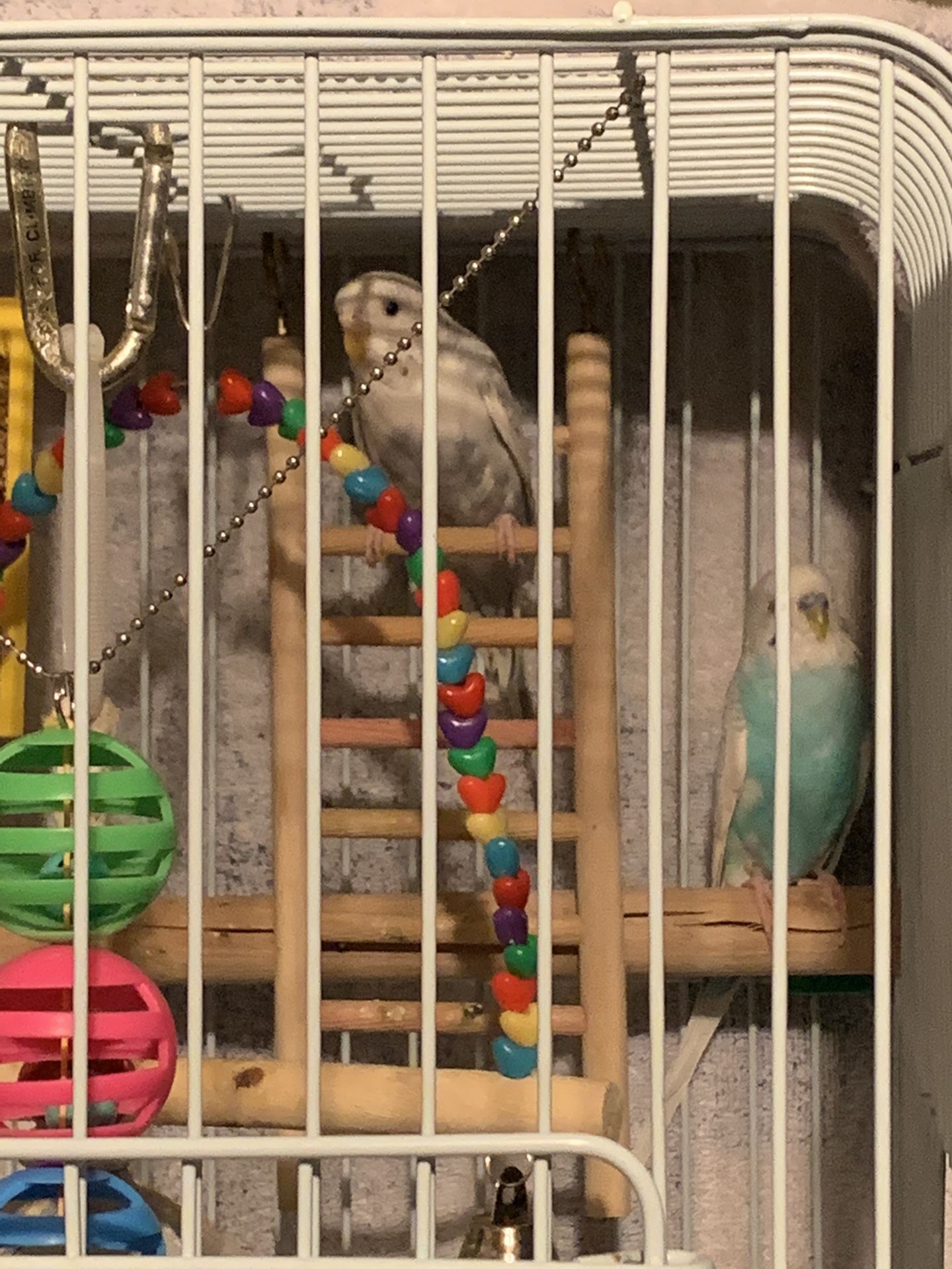 2 parakeets, the cage with stand and food