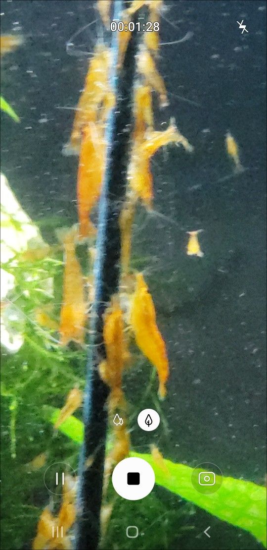 Skrimps Orange Pumkin Neo C.