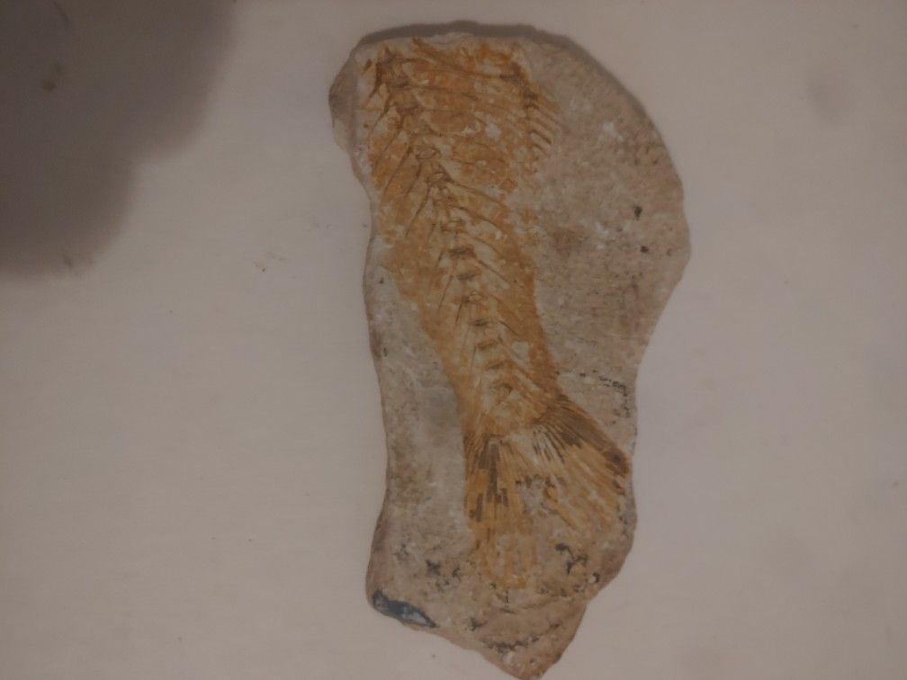 Fossil Of A Fish