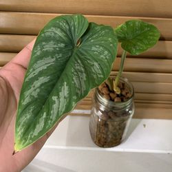 Philodendron Mamei  Thumbnail