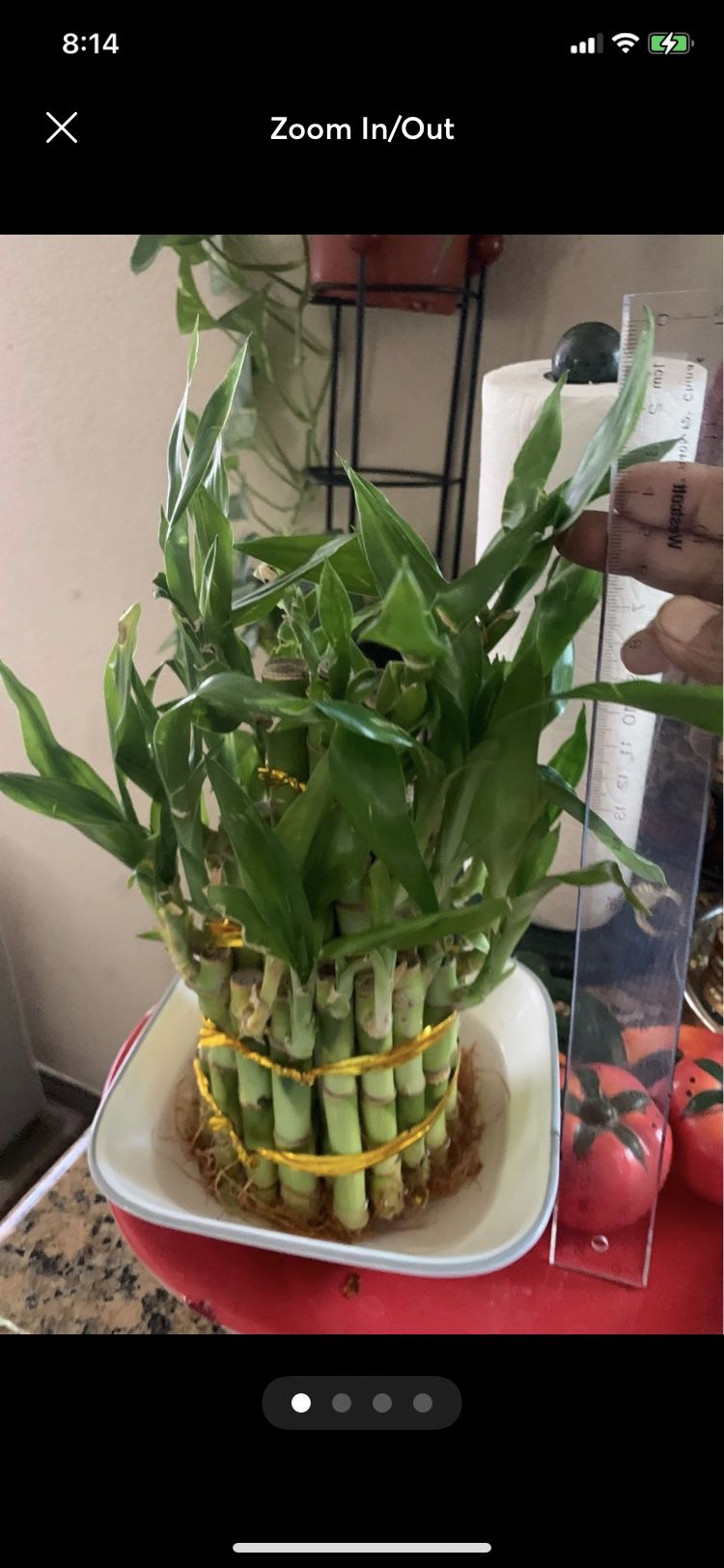 Lucky Bamboo 35 Live Plant Rooted Assorted Fountain 
