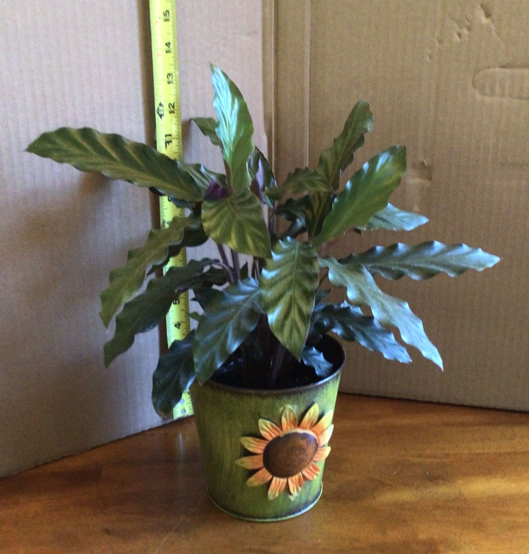 RARE Calathea Rufibarba Houseplant