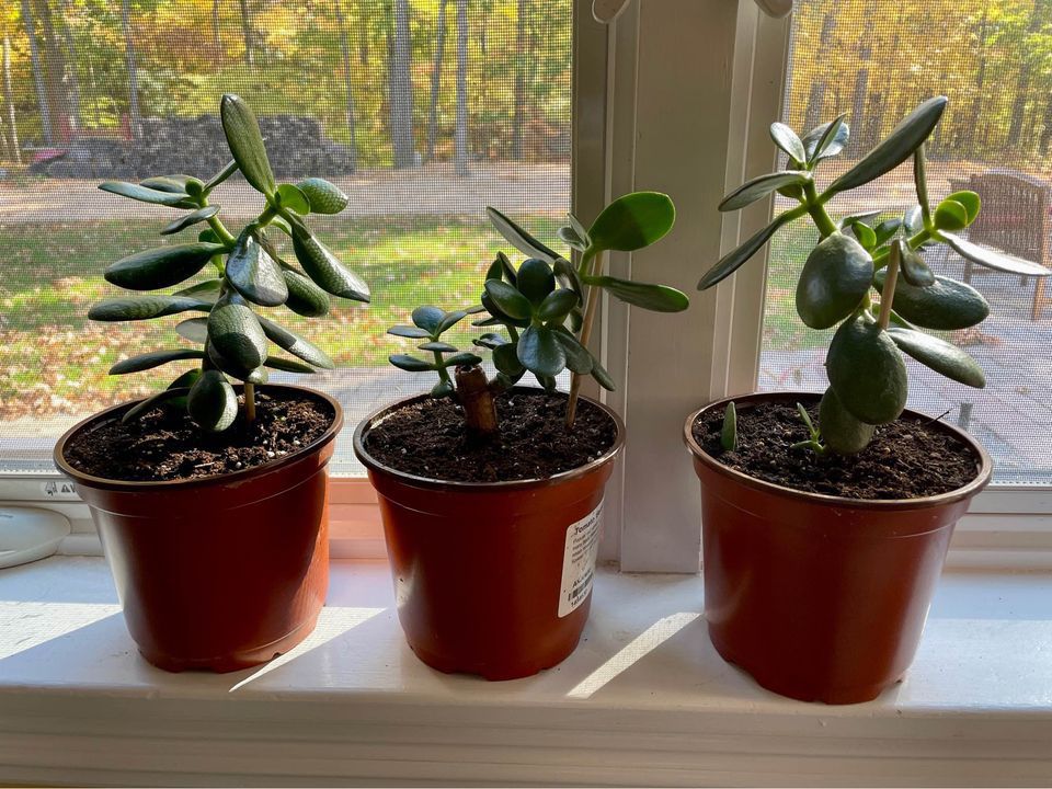 Jade Plants In 5.5” Plastic Pot
