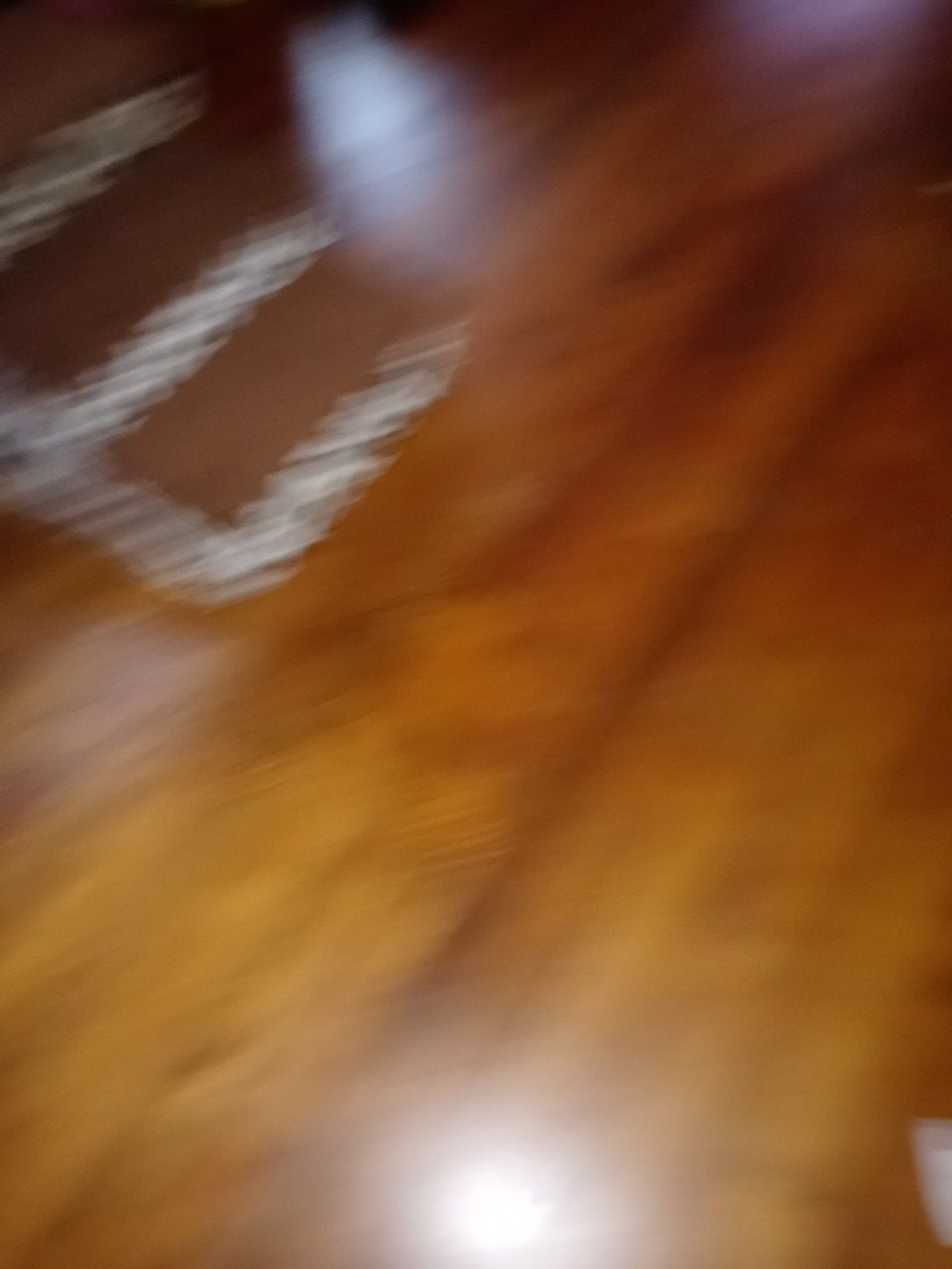 Small dog steps