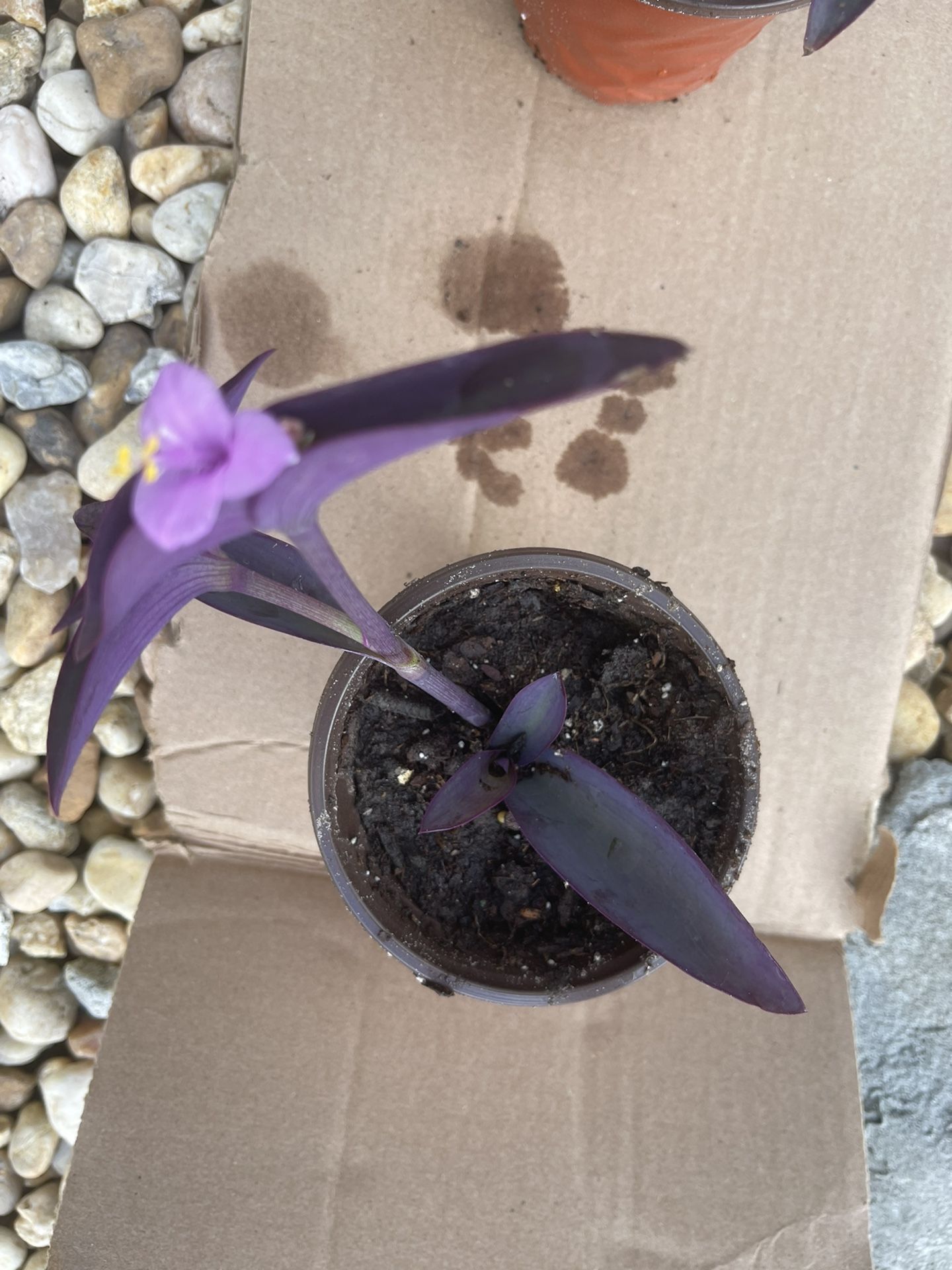 Purple Flower