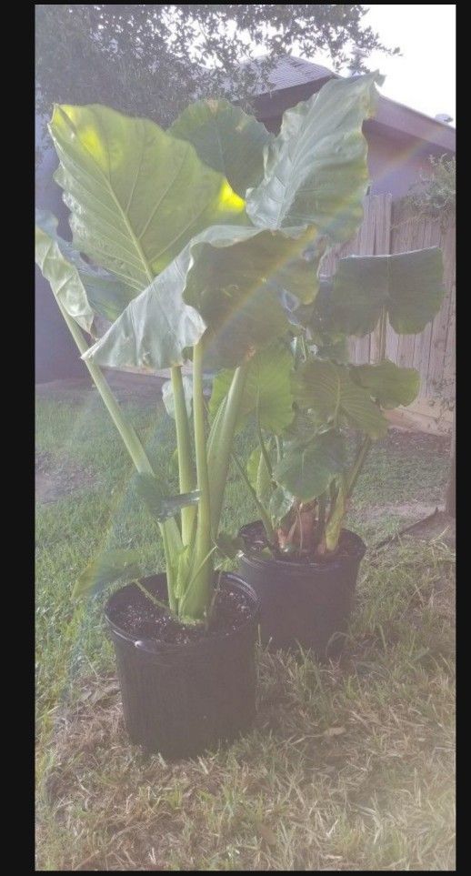 Big Elephant Ear Plant