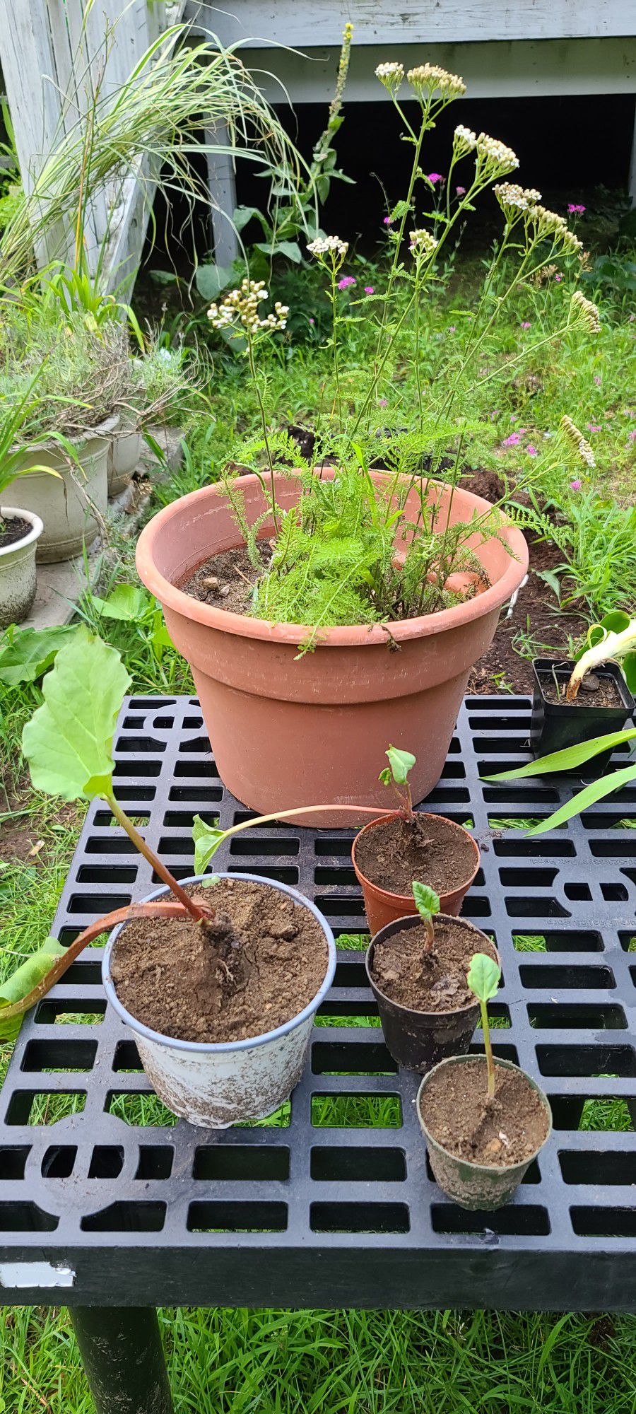Live Potted Plant Sale All Perennials Bamboo,  Water Plants, Rhubarb,  Peonies,  Hostas