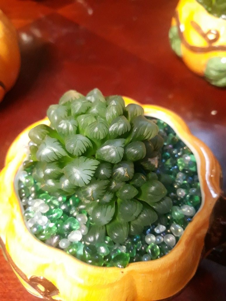 Pumpkin Cup With Cooperii Suc.