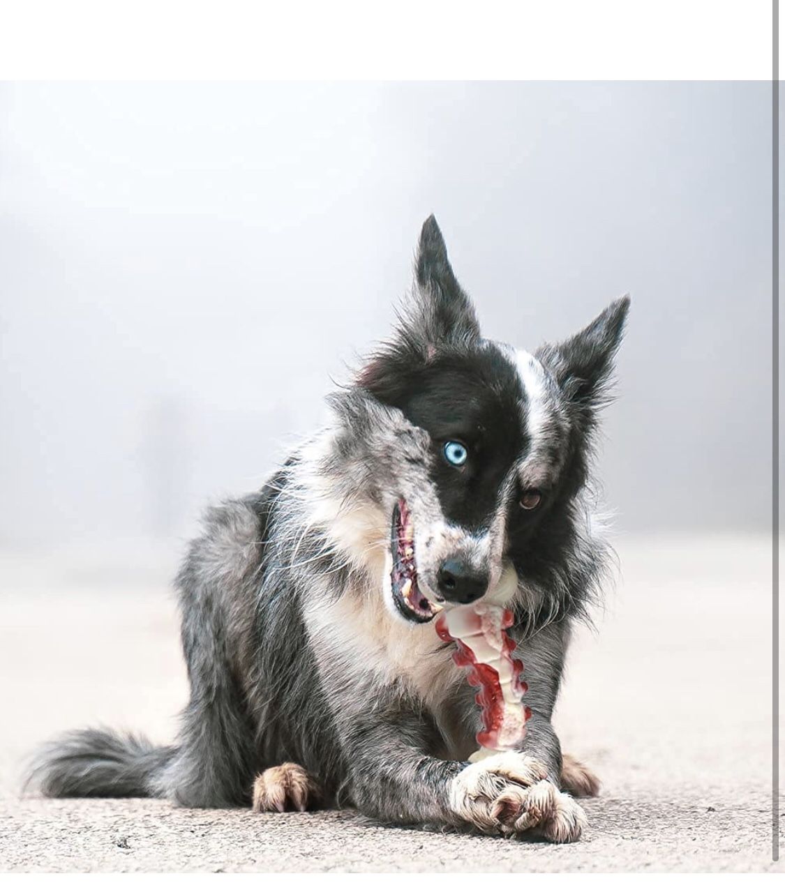 Dog Chew Toys for Aggressive Chewers