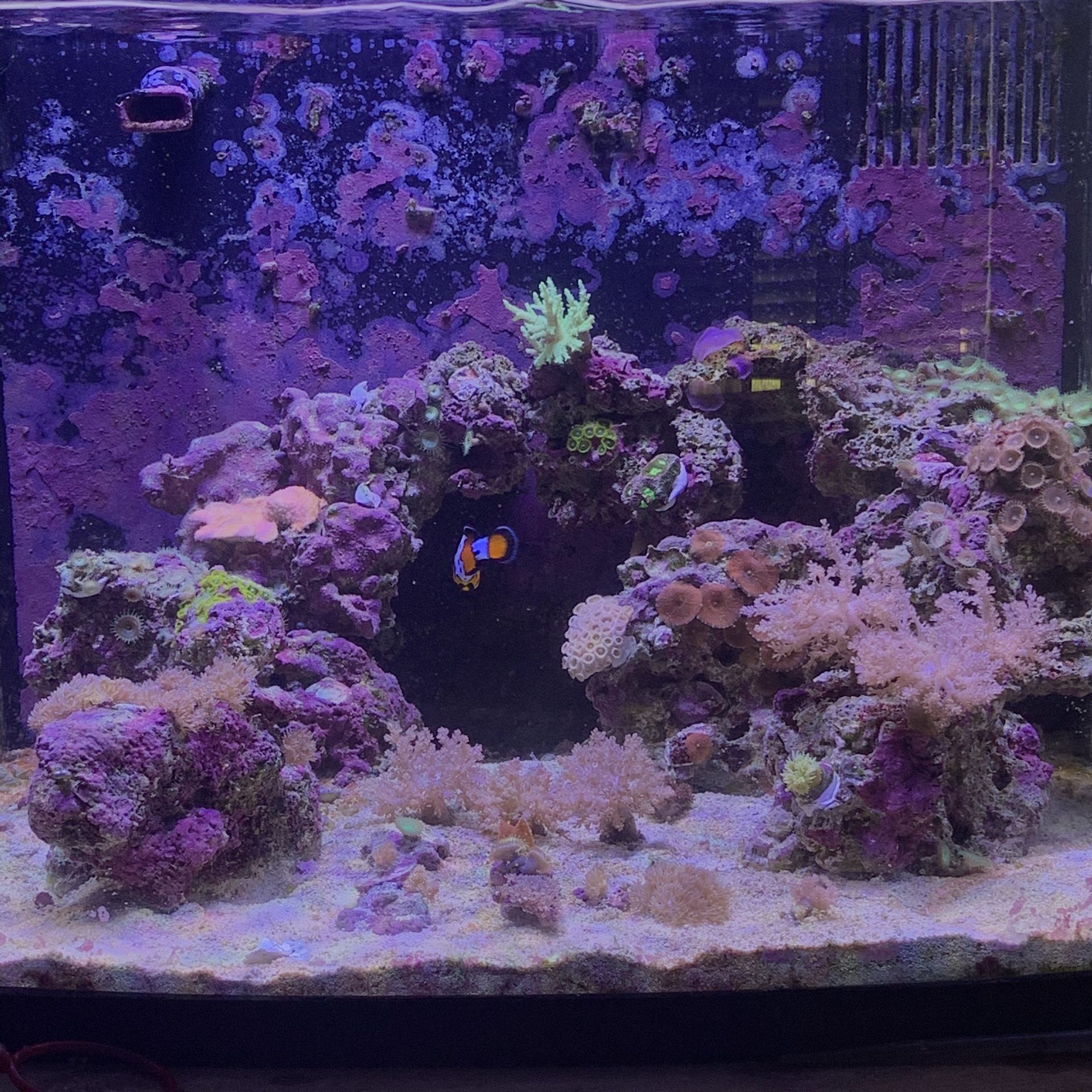 Live Coral frag ( salt water coral, reef coral ) for Sale in Tamarac