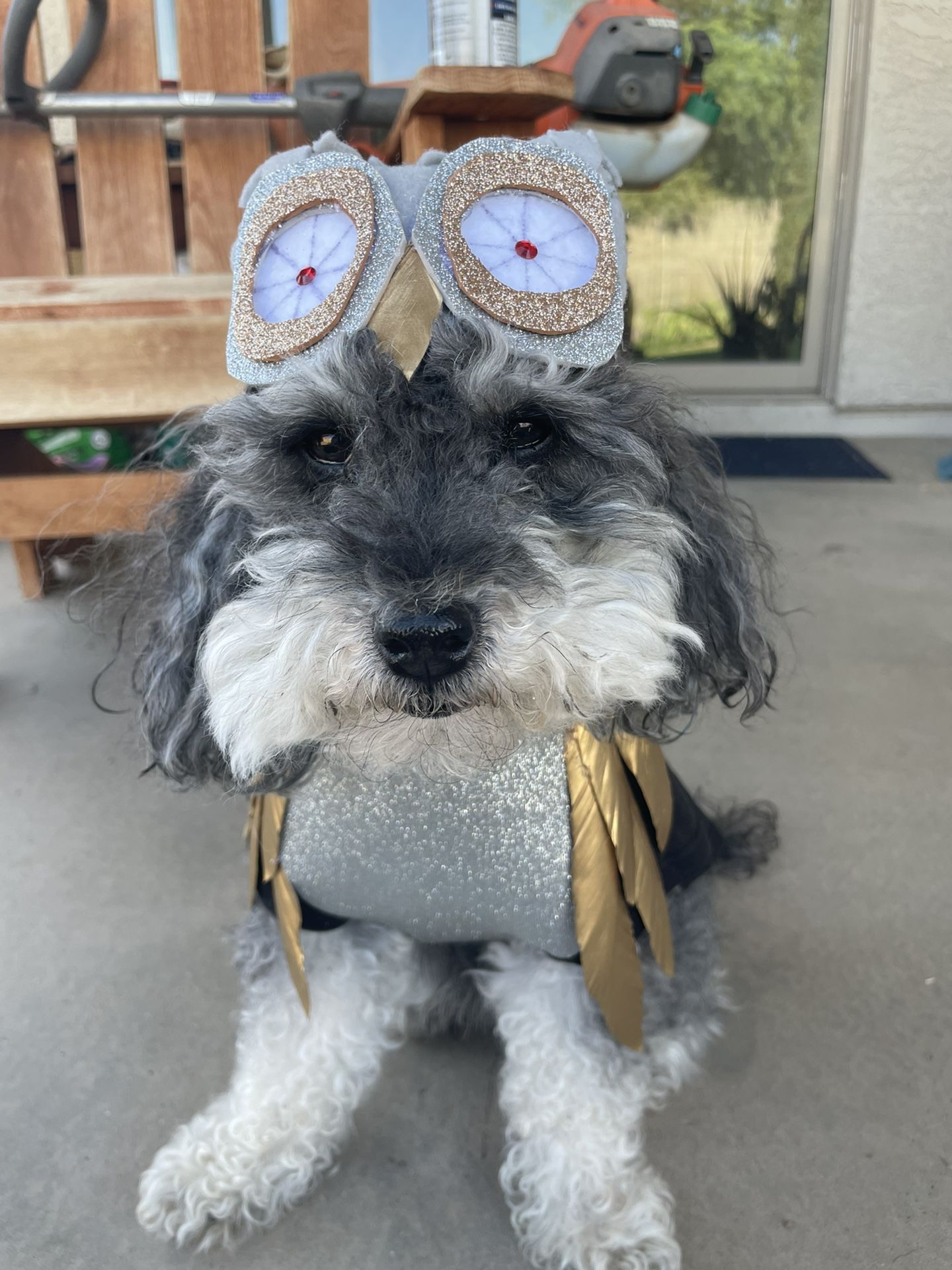 Handmade Clash Of The Titans Owl BUBO Dog Costume Small