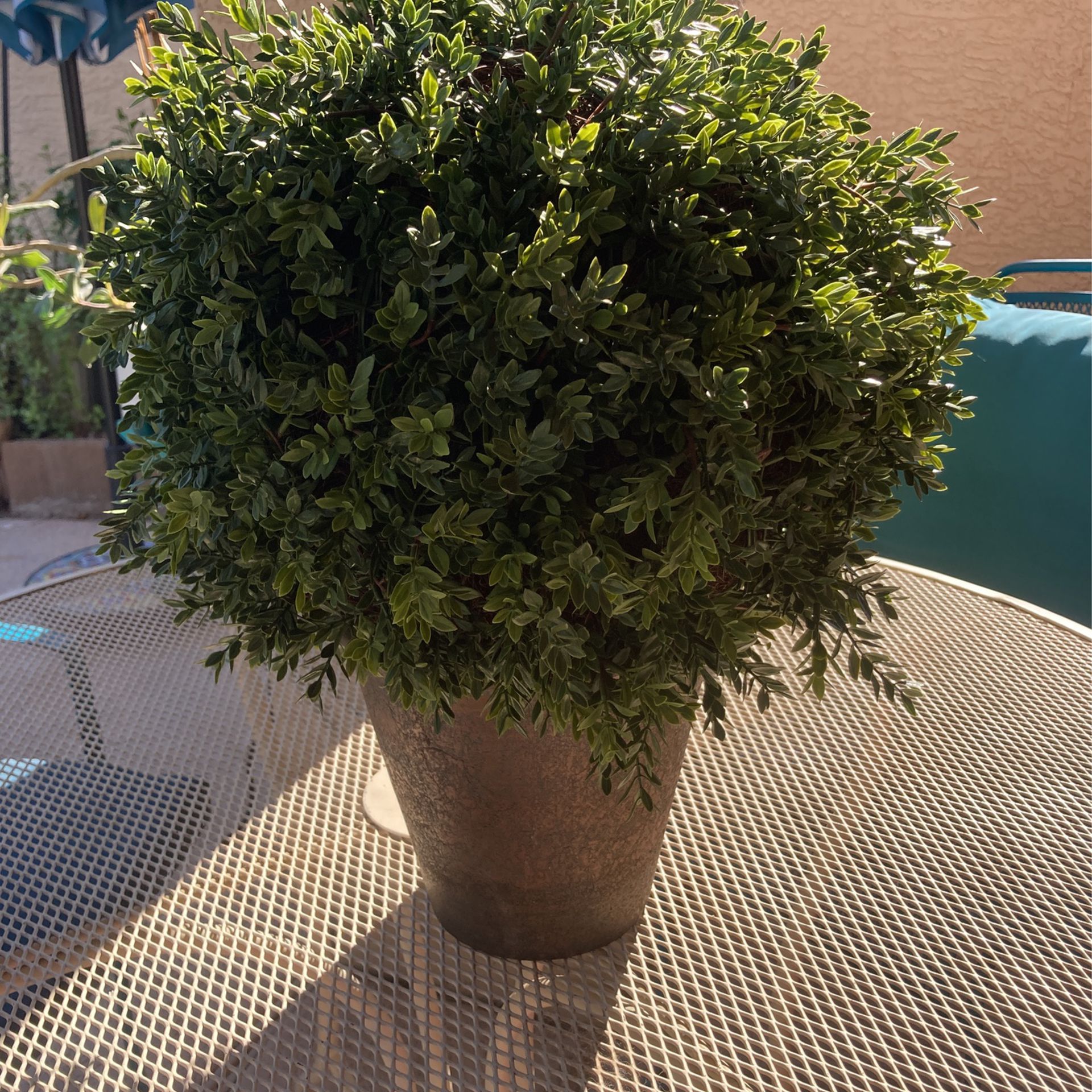 Topiary Shrub In Pot