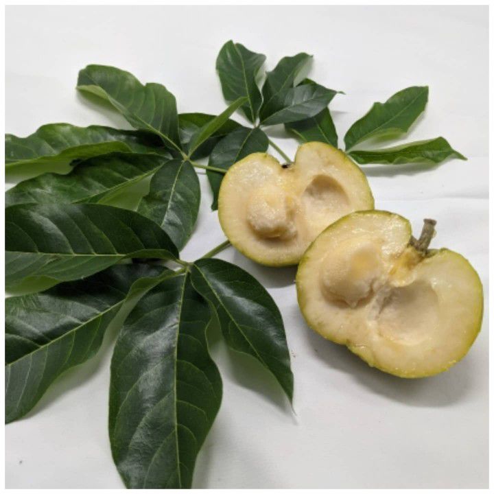 White Sapote Grafted Trees In 3gal 