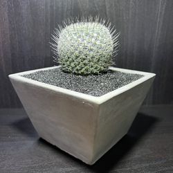 🌵 Barrel Cactus With Black Spikes In Cement Pot 🌵  Thumbnail