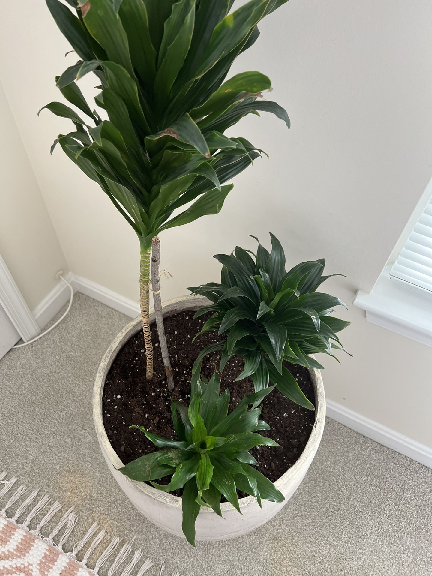 Large Indoor Plants With Pot
