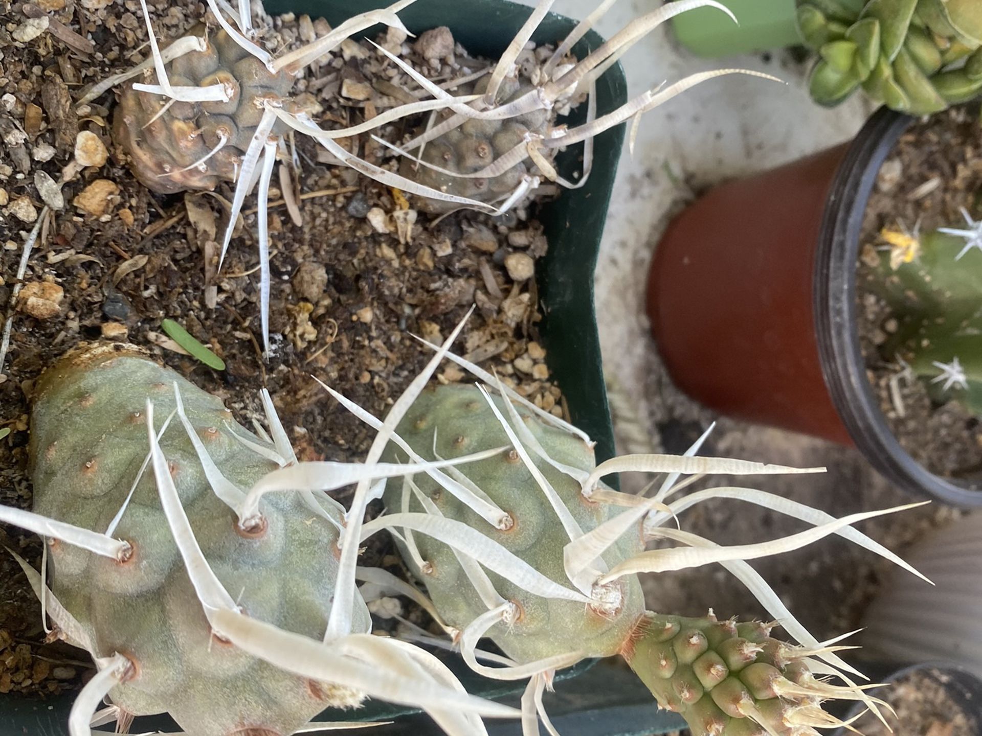 Potful Of 8 Rooted Tephrocactus Paper Spined