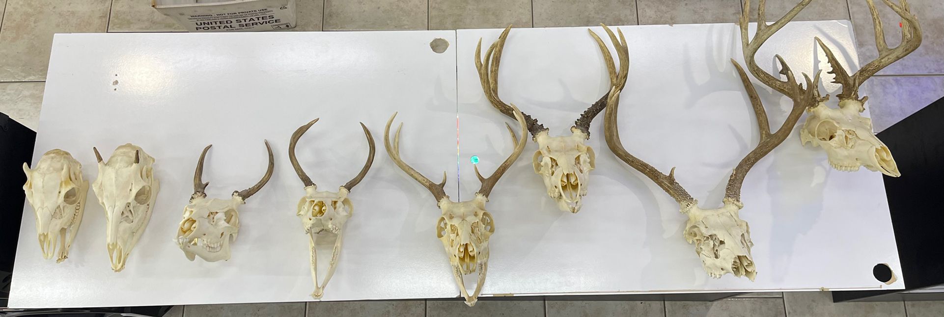 Skull Head Dear Collection