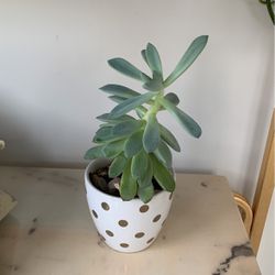 Plant  3” Pot  Thumbnail