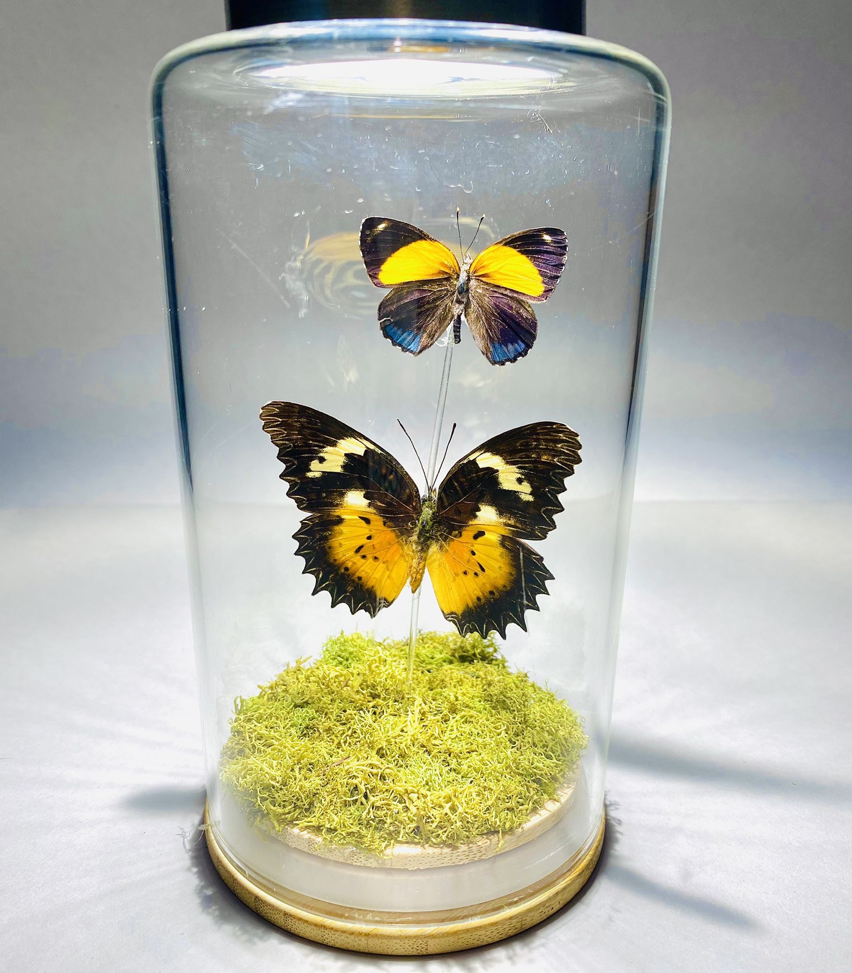 Two Real Butterflies Displayed in Glass Jar, Taxidermy Art, Entomology, Oddities, Curiosities, Real Butterfly, Cottagecore, Butterfly Decor