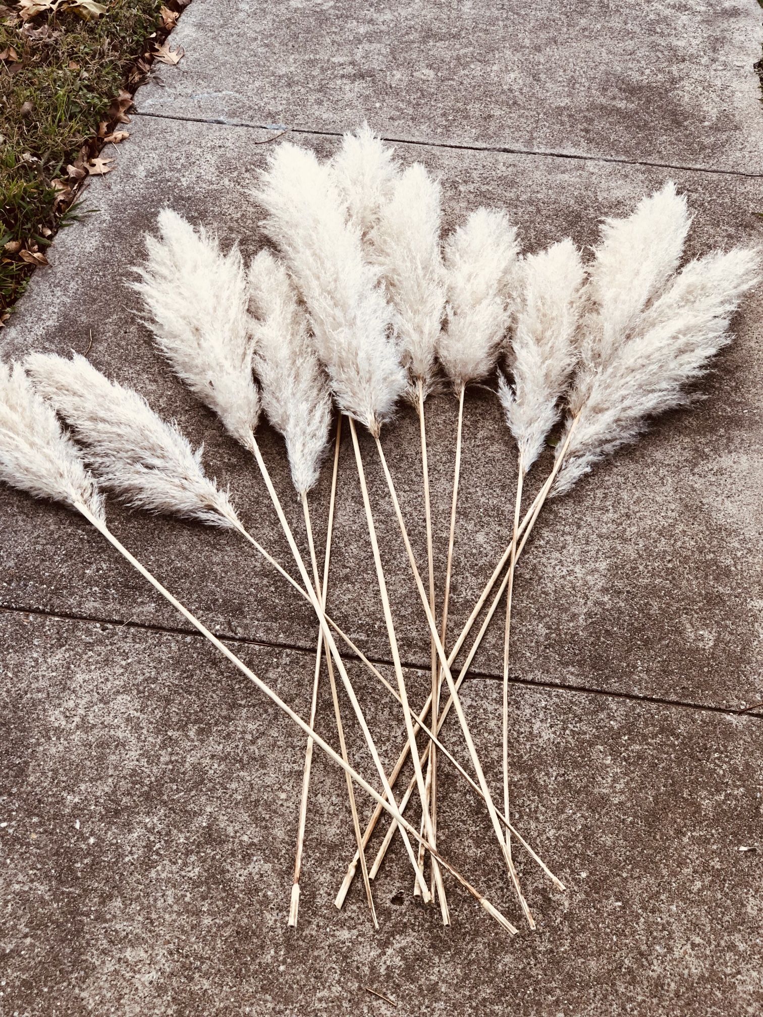Pampas Stems