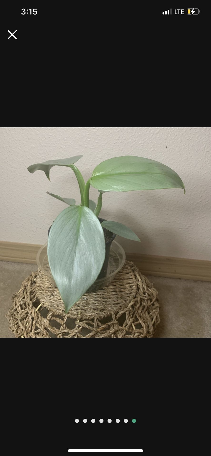 Silver Sword Philodendron Hastatum